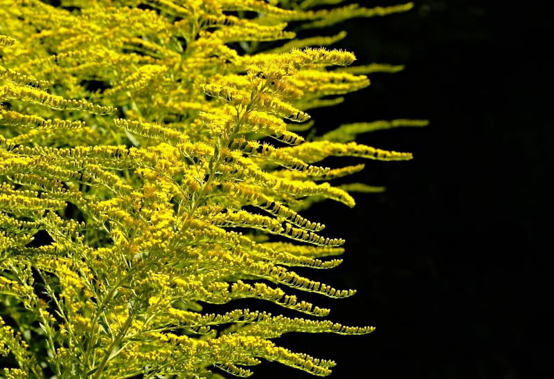 Bee-Friendly Plants