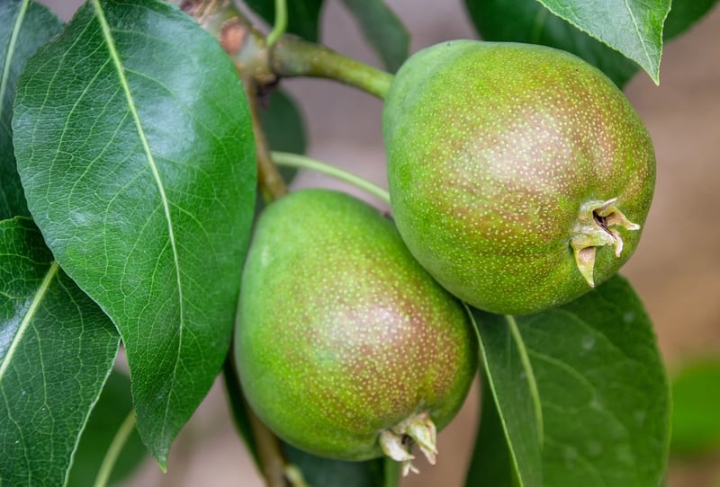 Fruit Tree Care